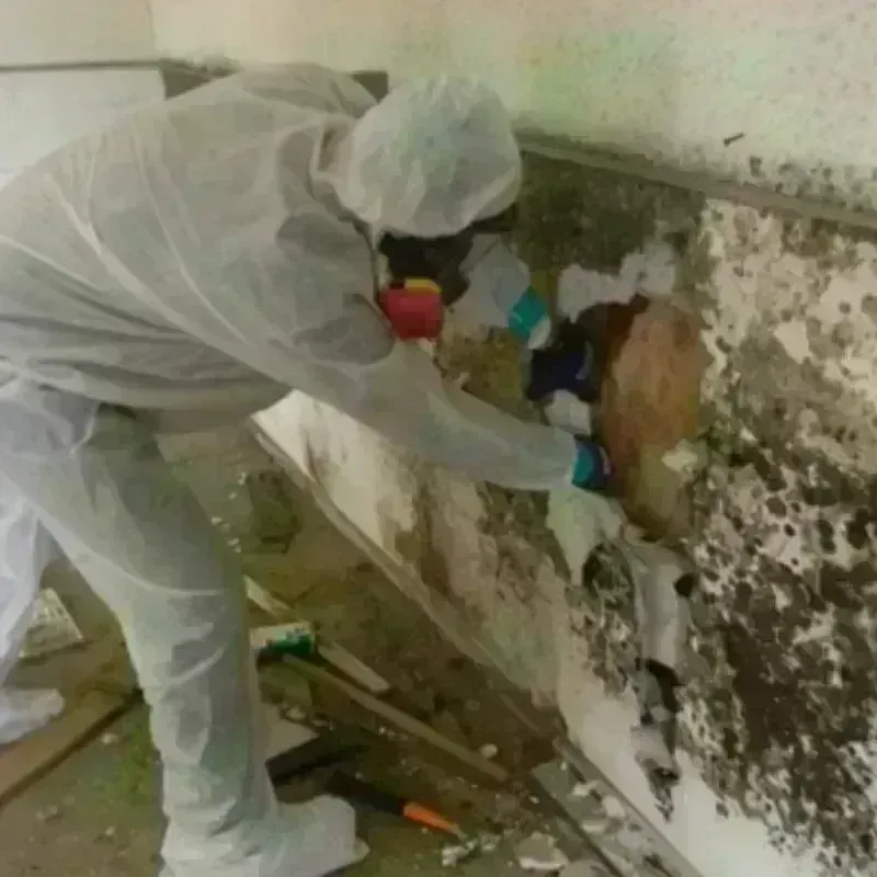 Mold Remediation and Removal in Radium Springs, NM